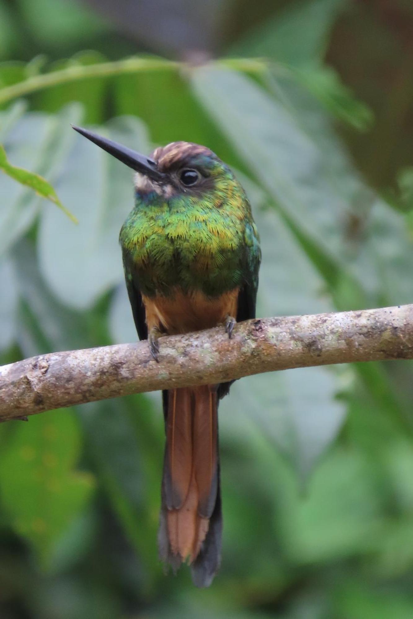 Hospedaje Y Tours Reina Arriera Amazonas Colombia Macedonia المظهر الخارجي الصورة